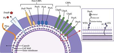 A Jack of All Trades: The Role of Pneumococcal Surface Protein A in the Pathogenesis of Streptococcus pneumoniae